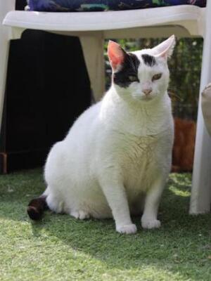 Brisa (geb. Jan.2020) - EKH-Katze, EKH - Katze