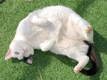 Brisa (geb. Jan.2020) - EKH-Katze, EKH - Katze