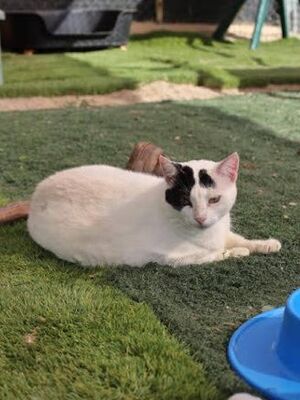 Brisa (geb. Jan.2020) - EKH-Katze, EKH - Katze