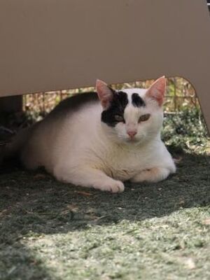 Brisa (geb. Jan.2020) - EKH-Katze, EKH - Katze