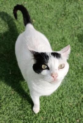Brisa (geb. Jan.2020) - EKH-Katze, EKH - Katze