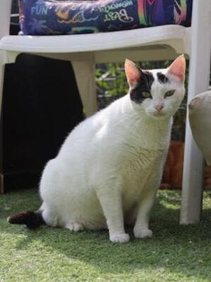 Brisa (geb. Jan.2020) - EKH-Katze, EKH - Katze
