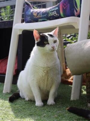 Brisa (geb. Jan.2020) - EKH-Katze, EKH - Katze