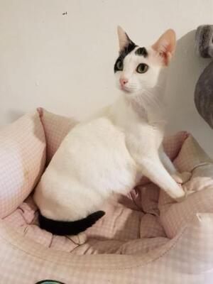 Brisa (geb. Jan.2020) - EKH-Katze, EKH - Katze