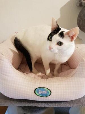 Brisa (geb. Jan.2020) - EKH-Katze, EKH - Katze