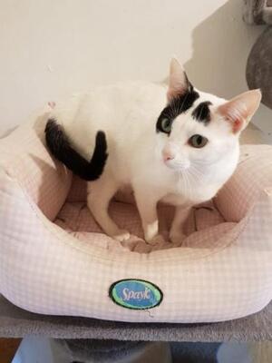 Brisa (geb. Jan.2020) - EKH-Katze, EKH - Katze