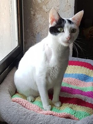 Brisa geb. Januar 2020, Europäisch Kurzhaar - Katze
