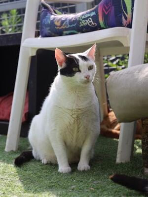 Brisa geb. Januar 2020, Europäisch Kurzhaar - Katze