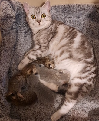 ---, Britisch Kurhaarkitten - Katze