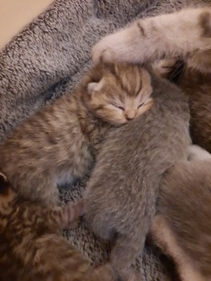 ---, Britisch Kurhaarkitten - Katze
