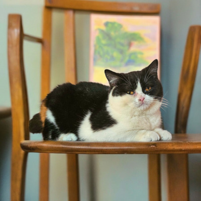 Britisch Kurz Haar Jungtier - Kater