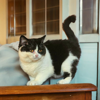 Britisch Kurz Haar Jungtier - Kater