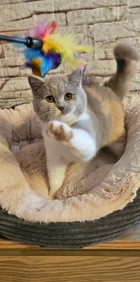 Britisch Kurz Haar Jungtier - Katze