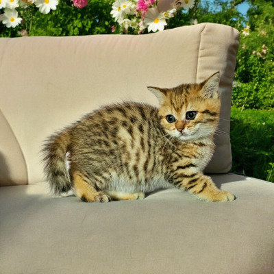 Britisch Kurz Haar Jungtier - Katze
