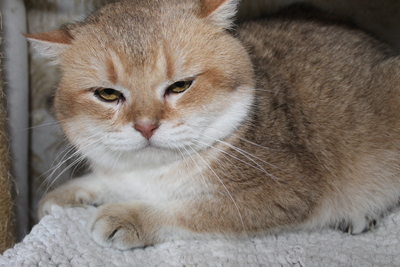 Britisch Kurz Haar - Kater