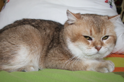 Britisch Kurz Haar - Kater