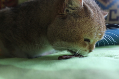 Britisch Kurz Haar - Kater