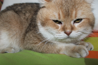 Britisch Kurz Haar - Kater