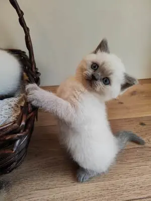 Britisch Kurzhaar BKH Jungtier - Kater