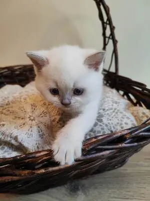 Britisch Kurzhaar BKH Jungtier - Kater