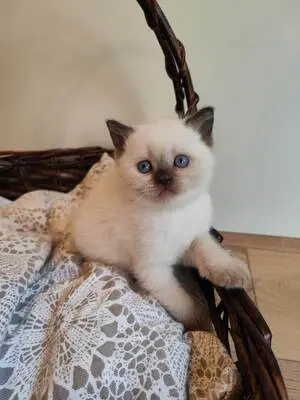 Britisch Kurzhaar BKH Jungtier - Kater