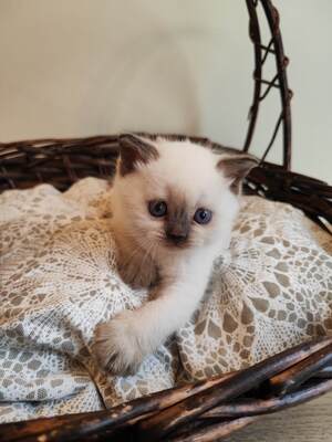 Britisch Kurzhaar BKH Jungtier - Kater