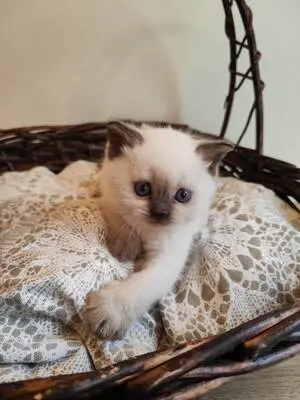 Britisch Kurzhaar BKH Jungtier - Kater