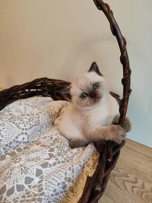 Britisch Kurzhaar BKH Jungtier - Kater