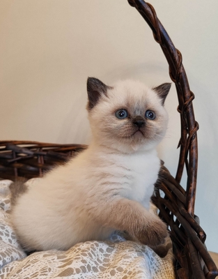 Britisch Kurzhaar BKH Jungtier - Kater