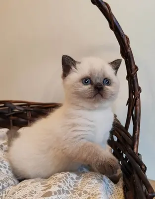 Britisch Kurzhaar BKH Jungtier - Kater