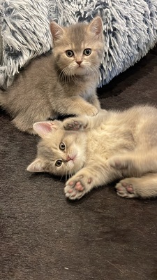 Britisch Kurzhaar BKH Kitten lilac blue golden Shell ( Stammbaum ), 3 Kätzchen suchen ein Zuhause Jungtier - Katze