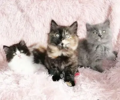 Britisch Kurzhaar + Britisch Langhaar/ Highlander Jungtier - Katze