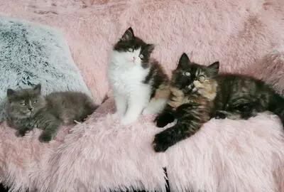 Britisch Kurzhaar + Britisch Langhaar/ Highlander Jungtier - Katze