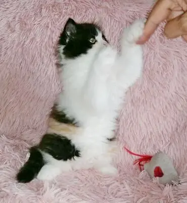 Britisch Kurzhaar + Britisch Langhaar/ Highlander Jungtier - Katze