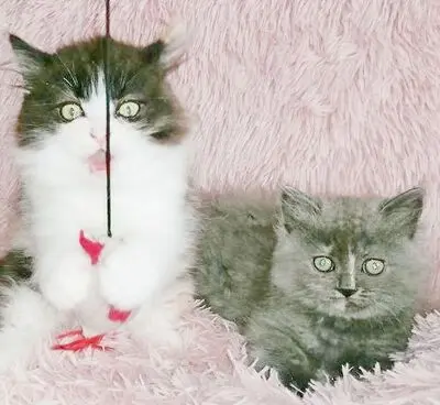 Britisch Kurzhaar + Britisch Langhaar/ Highlander Jungtier - Katze