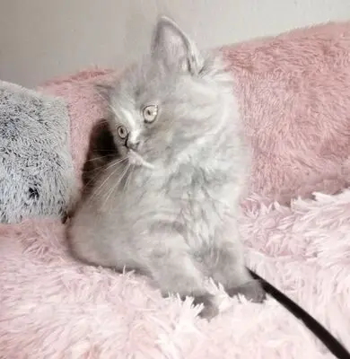 Britisch Kurzhaar + Britisch Langhaar/ Highlander Jungtier - Katze