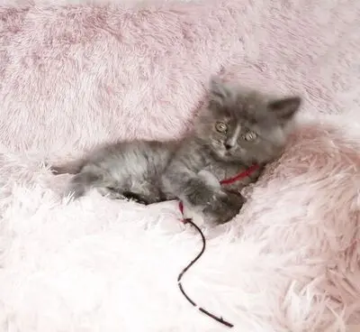 Britisch Kurzhaar + Britisch Langhaar/ Highlander Jungtier - Katze