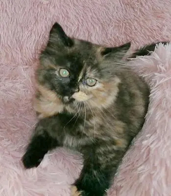 Britisch Kurzhaar + Britisch Langhaar/ Highlander Jungtier - Katze