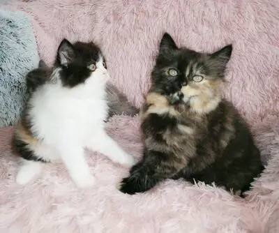 Britisch Kurzhaar + Britisch Langhaar/ Highlander Jungtier - Katze