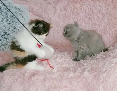 Britisch Kurzhaar + Britisch Langhaar/ Highlander Jungtier - Katze
