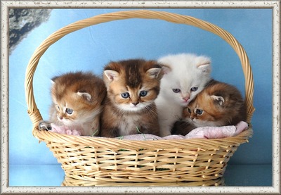 Britisch Kurzhaar & Britisch Langhaar Jungtier - Katze