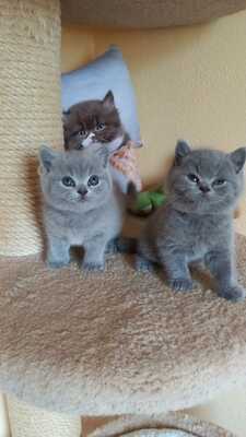 Britisch Kurzhaar, British Kurzhaar, British Shorthair Kitten in blau und lilac, BKH Kitten Jungtier - Kater