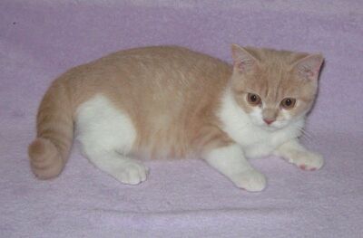 Britisch Kurzhaar Junge in creme-weiss, BRITISCH KURZHAAR Jungtier - Kater