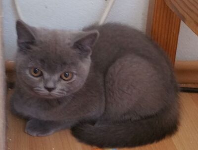 Britisch Kurzhaar Jungtier - Kater