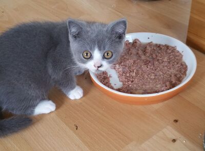 Britisch Kurzhaar Jungtier - Kater