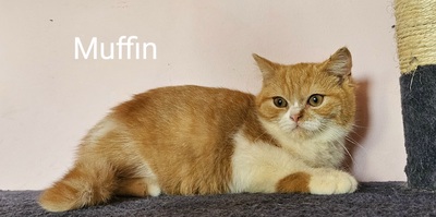 Britisch Kurzhaar Jungtier - Kater