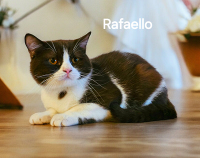 Britisch Kurzhaar Jungtier - Kater