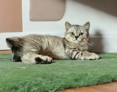 Britisch Kurzhaar Jungtier - Kater