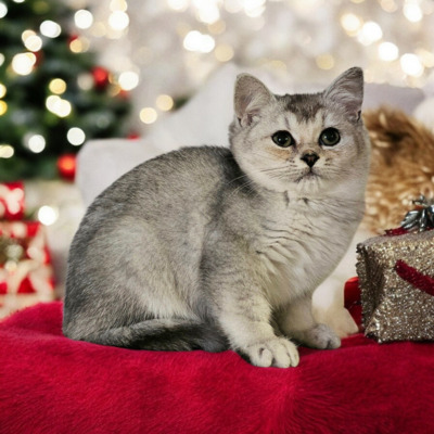 Britisch Kurzhaar Jungtier - Kater