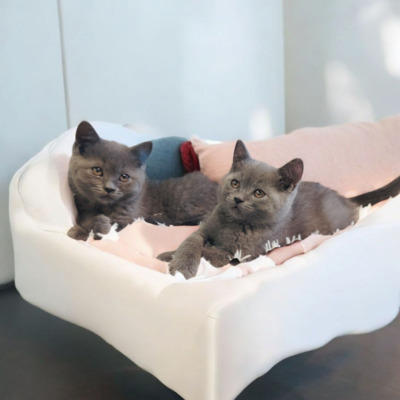 Britisch Kurzhaar Jungtier - Kater